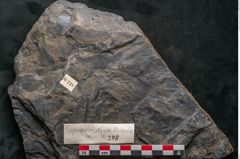 Foto (Detailansicht) von Cupanites novae zeelandiae Ettingshausen (NHMW-GEO-2024-0188-10248)